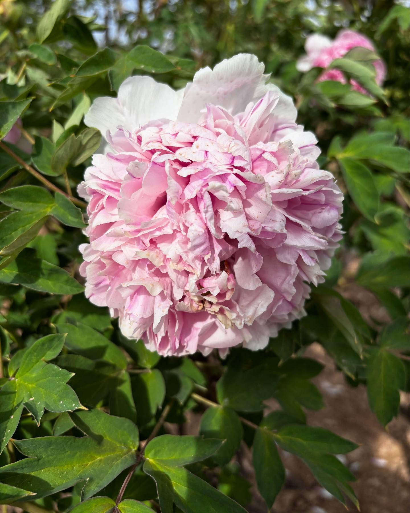 "Red thread girl" large flower tree peony