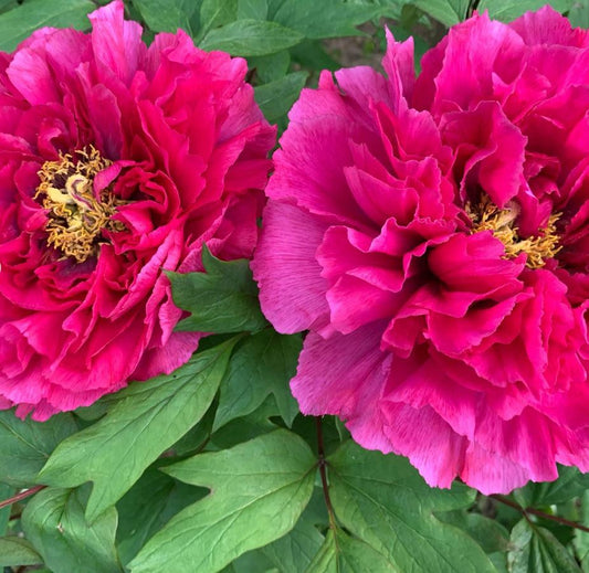 "Kao" large flower Japanese tree peony