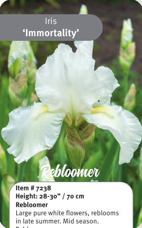 Immortality Rebloom Iris
