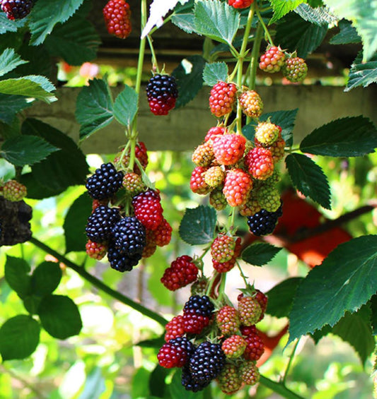 Himalayan blackberry plant invasive bush