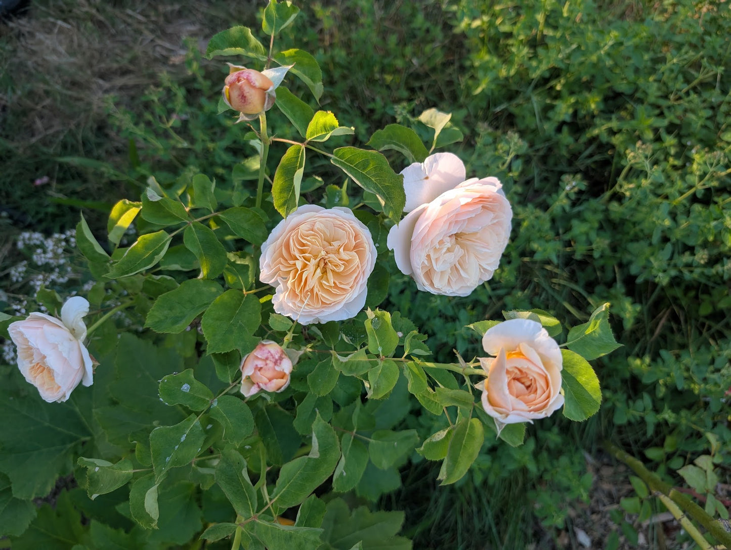 Ausjameson English wedding garden rose plant large flower bush