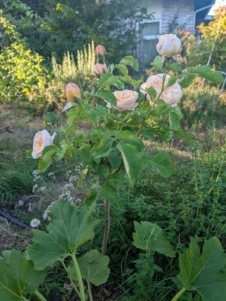 Ausjameson English wedding garden rose plant large flower bush