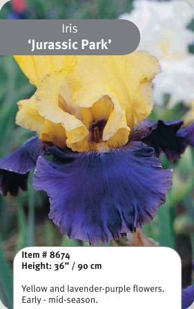 Jurassic Park Iris