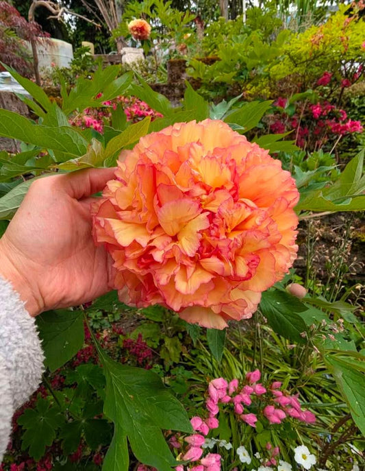 "Golden pavilion" large flower Japanese tree peony