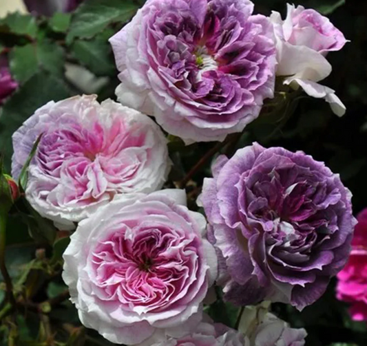 Kirke Japanese color changing garden rose plant flower bush shrub
