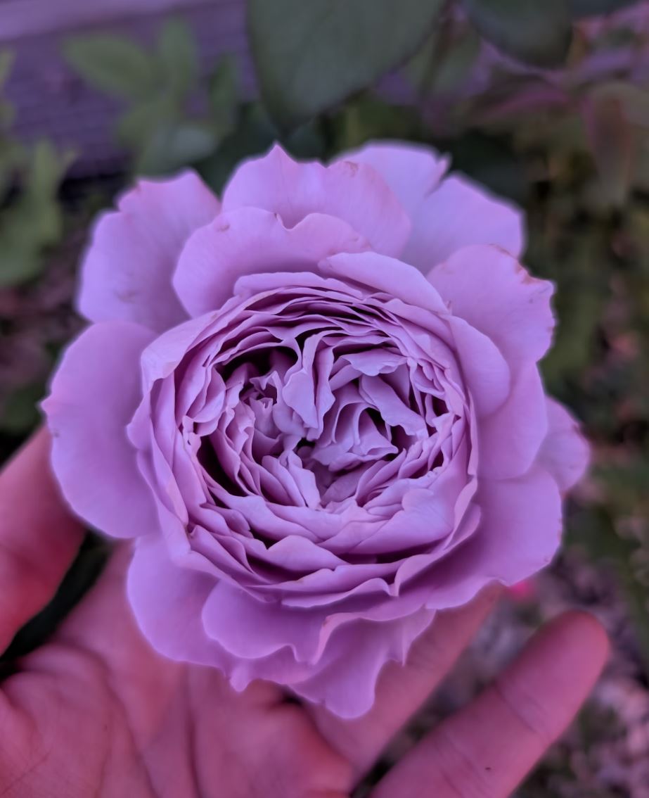 Repartil lavender garden rose plant large flower bush deciduous shrub