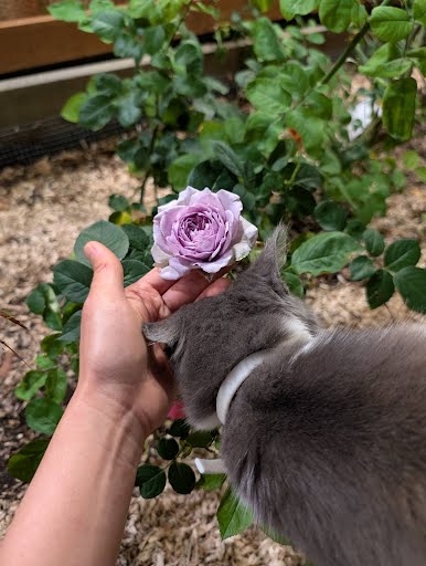 Repartil lavender garden rose plant large flower bush deciduous shrub