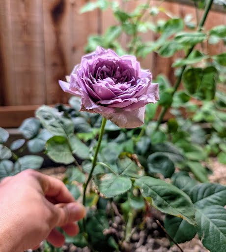 Repartil lavender garden rose plant large flower bush deciduous shrub