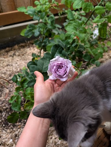 Repartil lavender garden rose plant large flower bush deciduous shrub