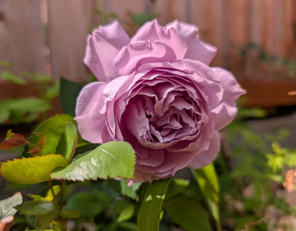 Repartil lavender garden rose plant large flower bush deciduous shrub