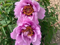 "Blue wild rose" large flower tree peony