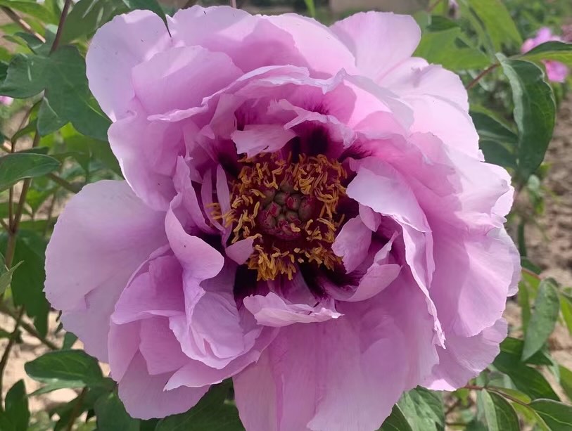 "Blue wild rose" large flower tree peony