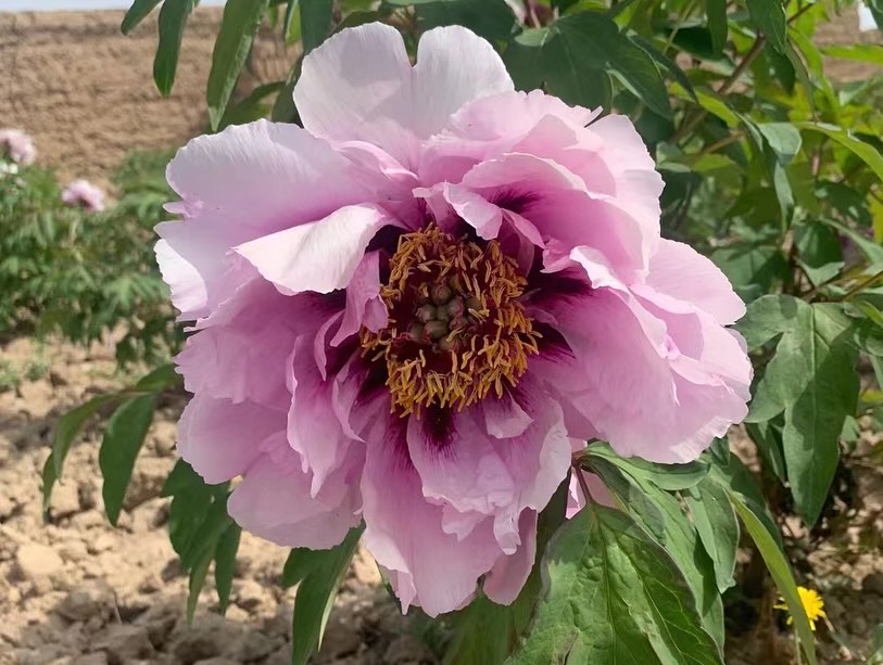 "Blue wild rose" large flower tree peony