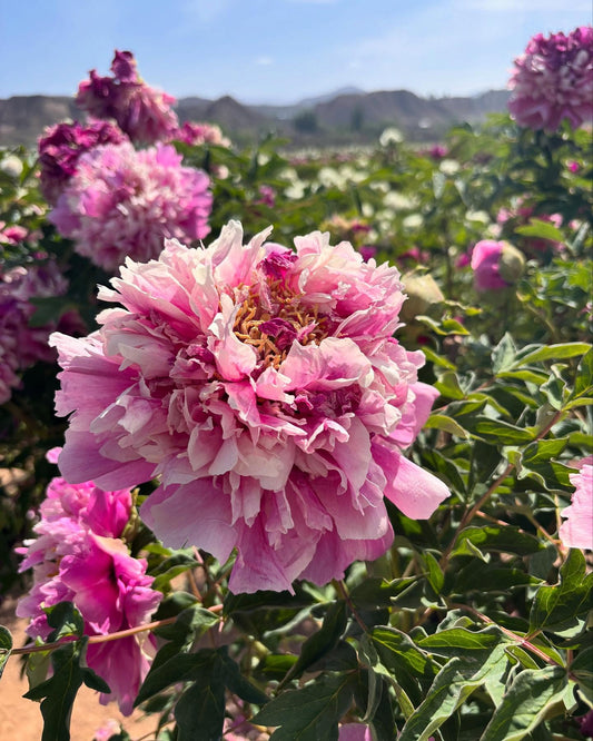"Sapphire towers" large flower tree peony