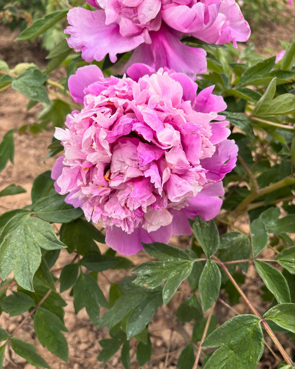 "Blue sky floating clouds" large flower tree peony
