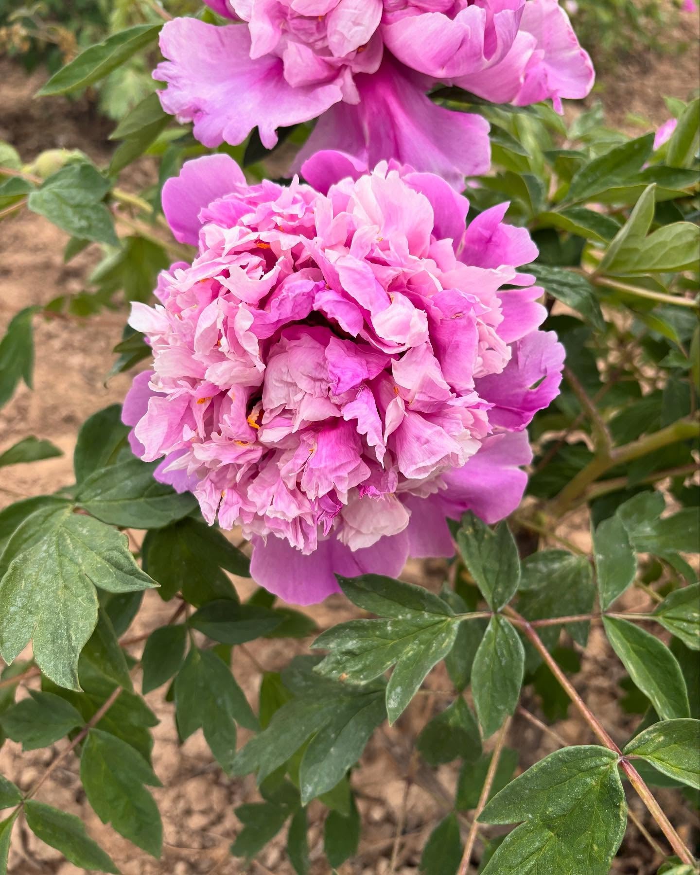 "Blue sky floating clouds" large flower tree peony