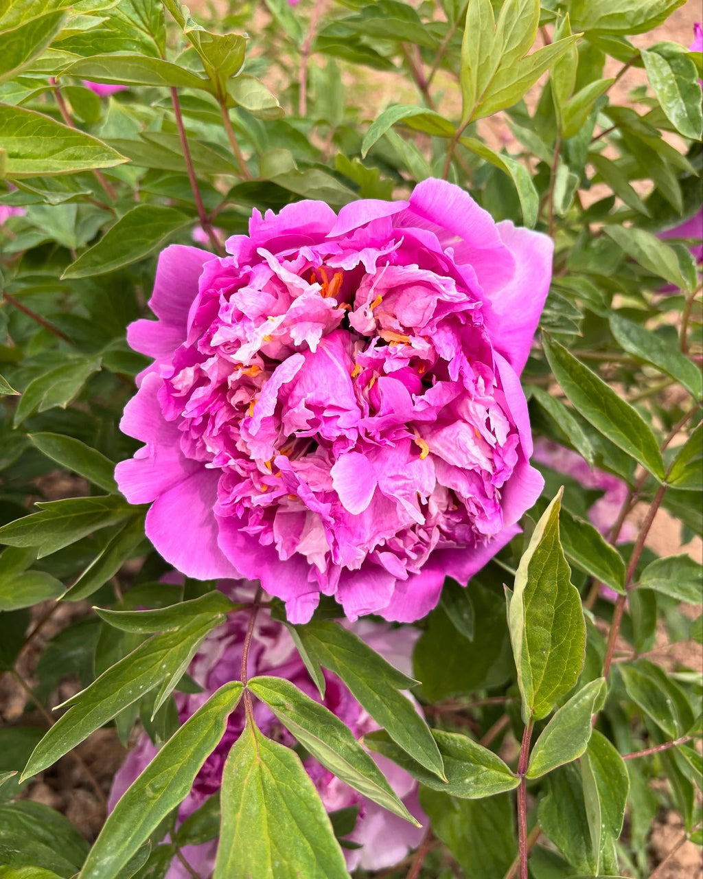 "Blue sky floating clouds" large flower tree peony