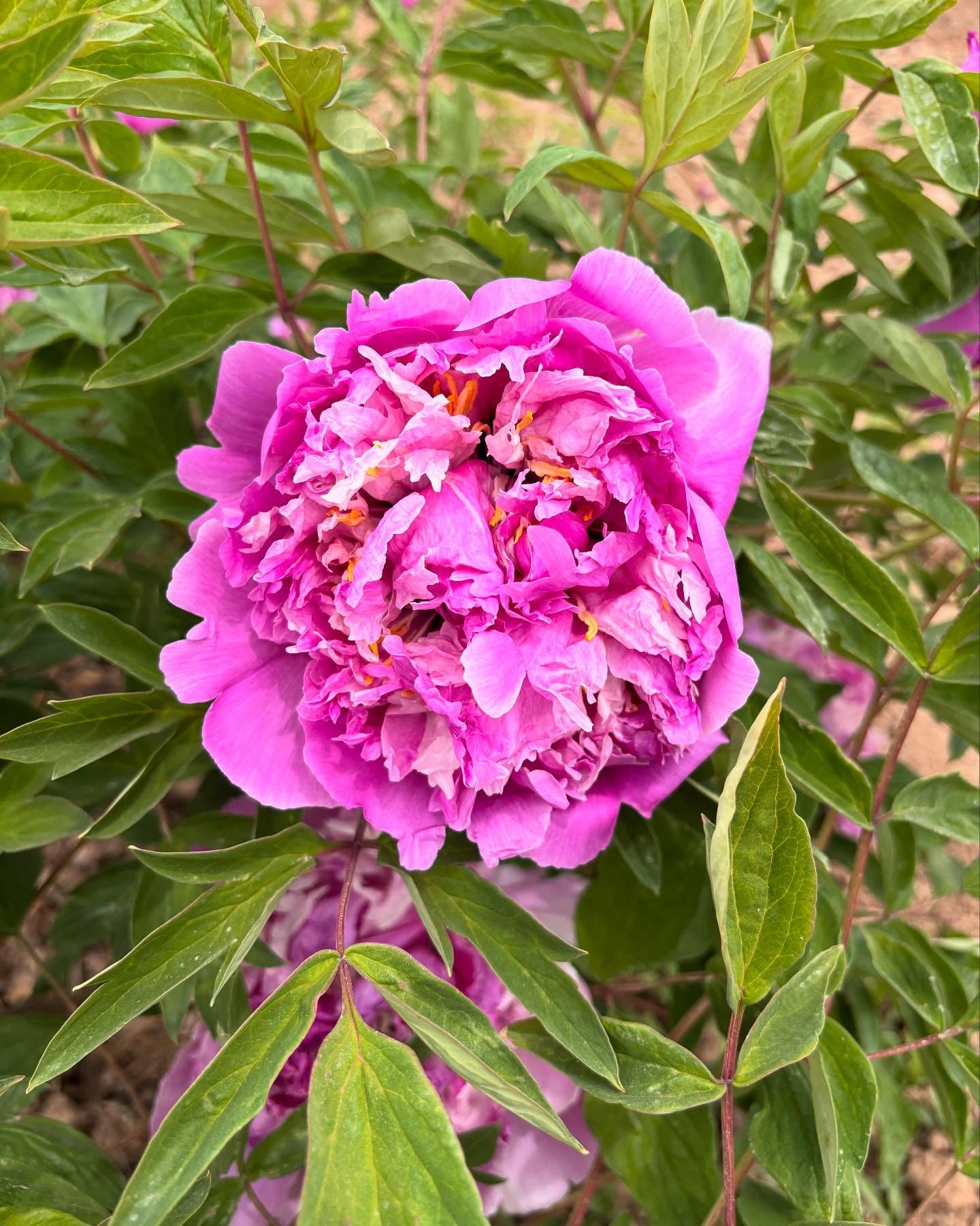 "Blue sky floating clouds" large flower tree peony