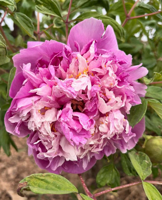 "Blue sky floating clouds" large flower tree peony