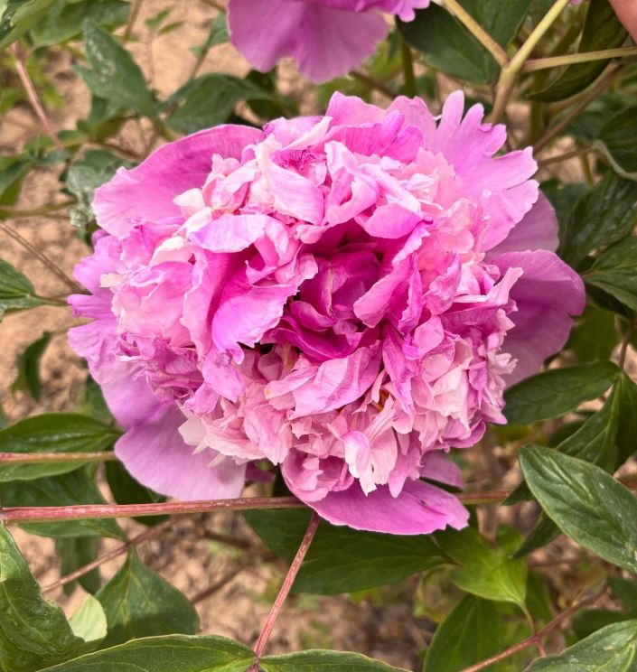"Blue sky floating clouds" large flower tree peony
