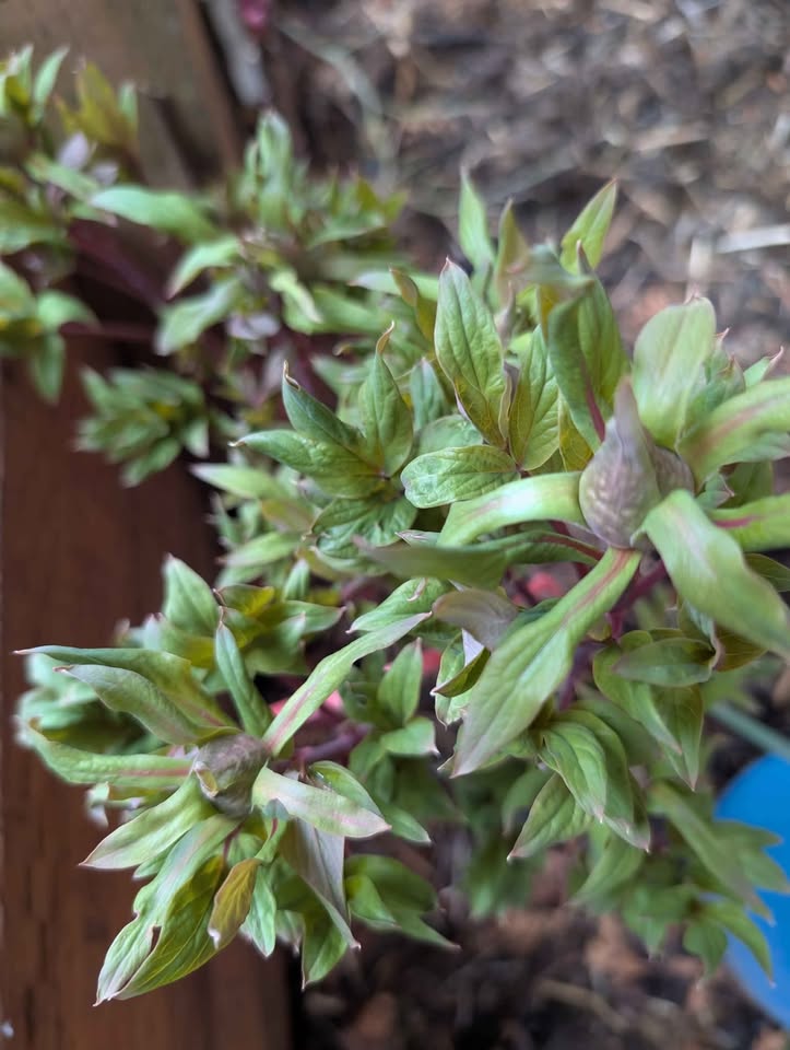 "Youthful" large flower tree peony