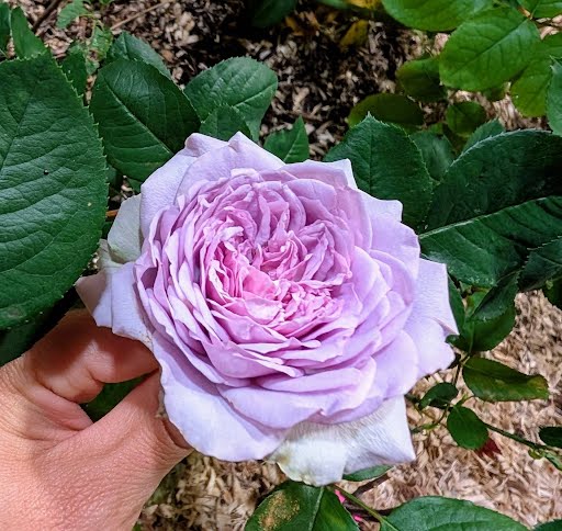 Repartil lavender garden rose plant large flower bush deciduous shrub