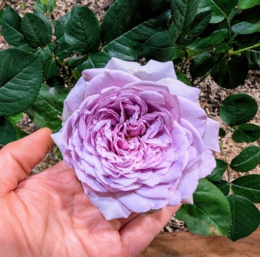 Repartil lavender garden rose plant large flower bush deciduous shrub