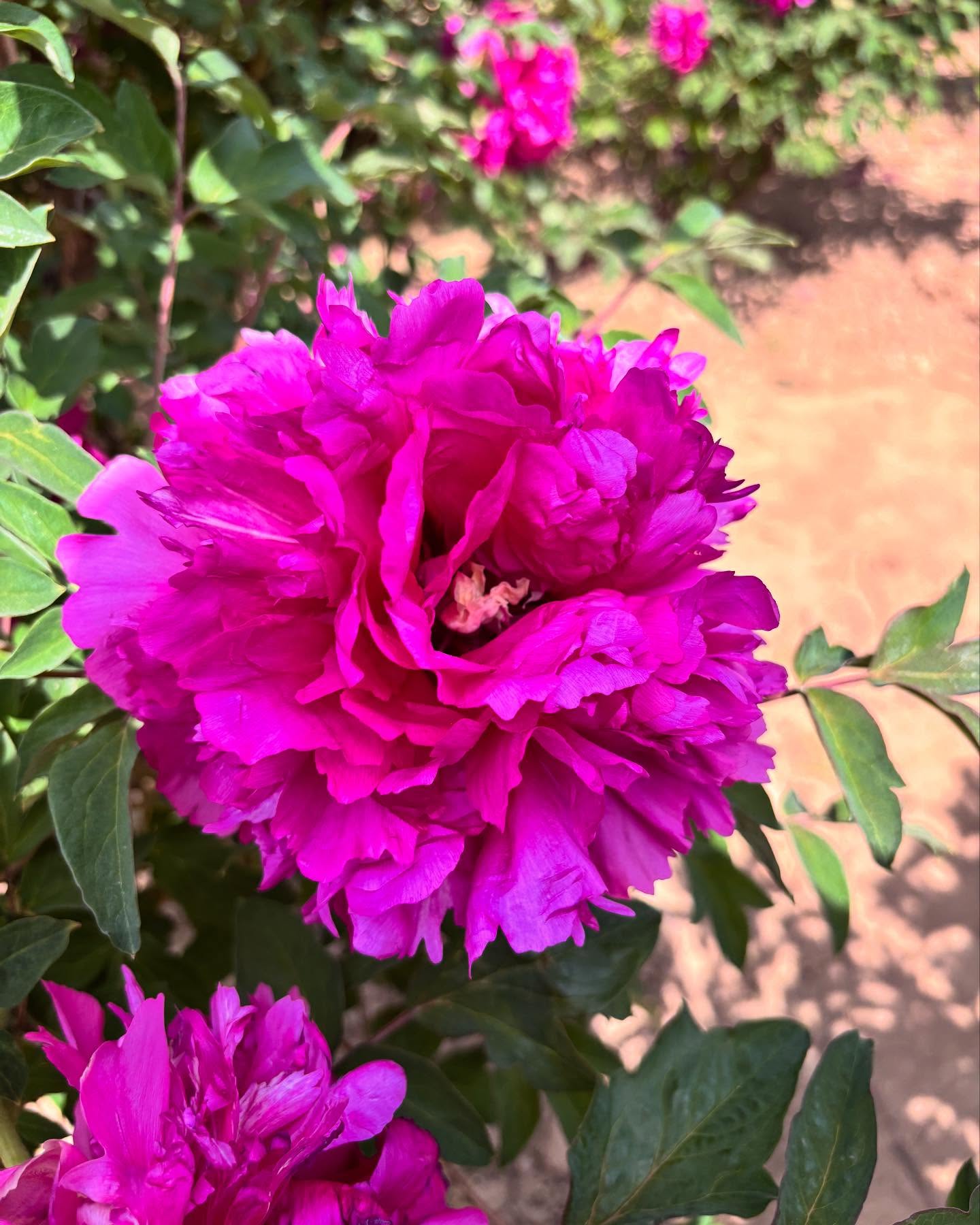"Li xiang" large flower tree peony