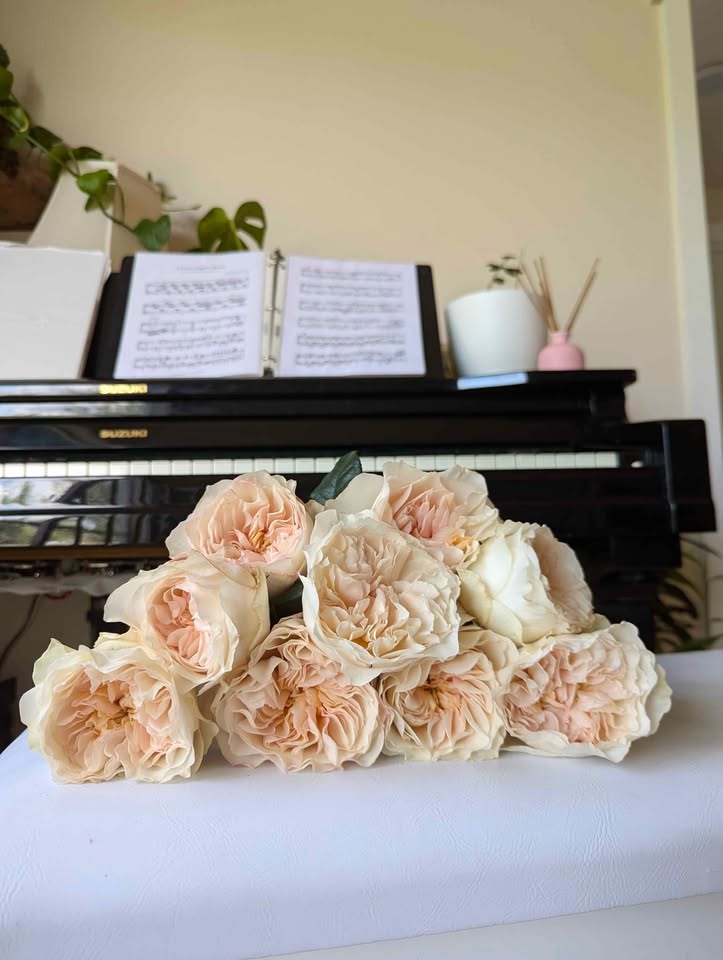 Blush peach wedding garden rose plant large flower bush deciduous shrub