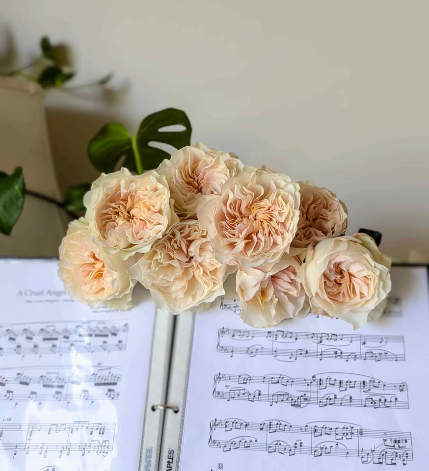 Blush peach wedding garden rose plant large flower bush deciduous shrub