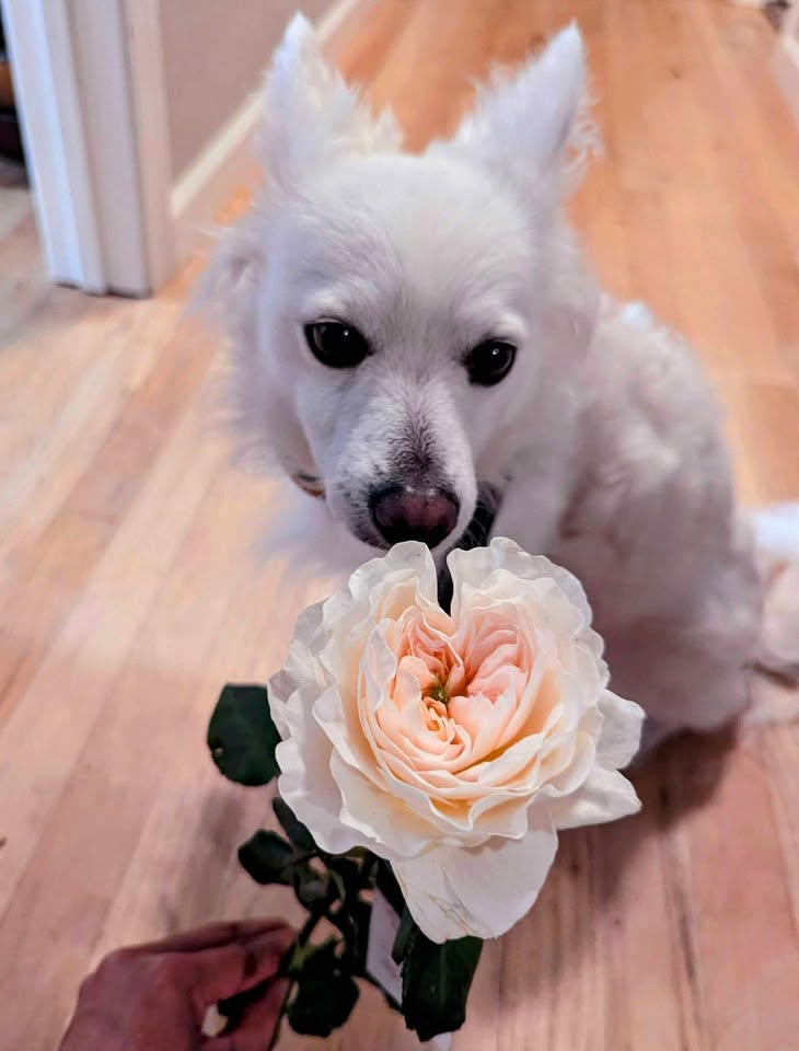 Blush peach wedding garden rose plant large flower bush deciduous shrub