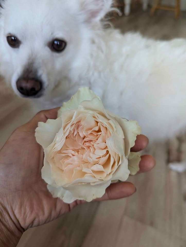 Blush peach wedding garden rose plant large flower bush deciduous shrub