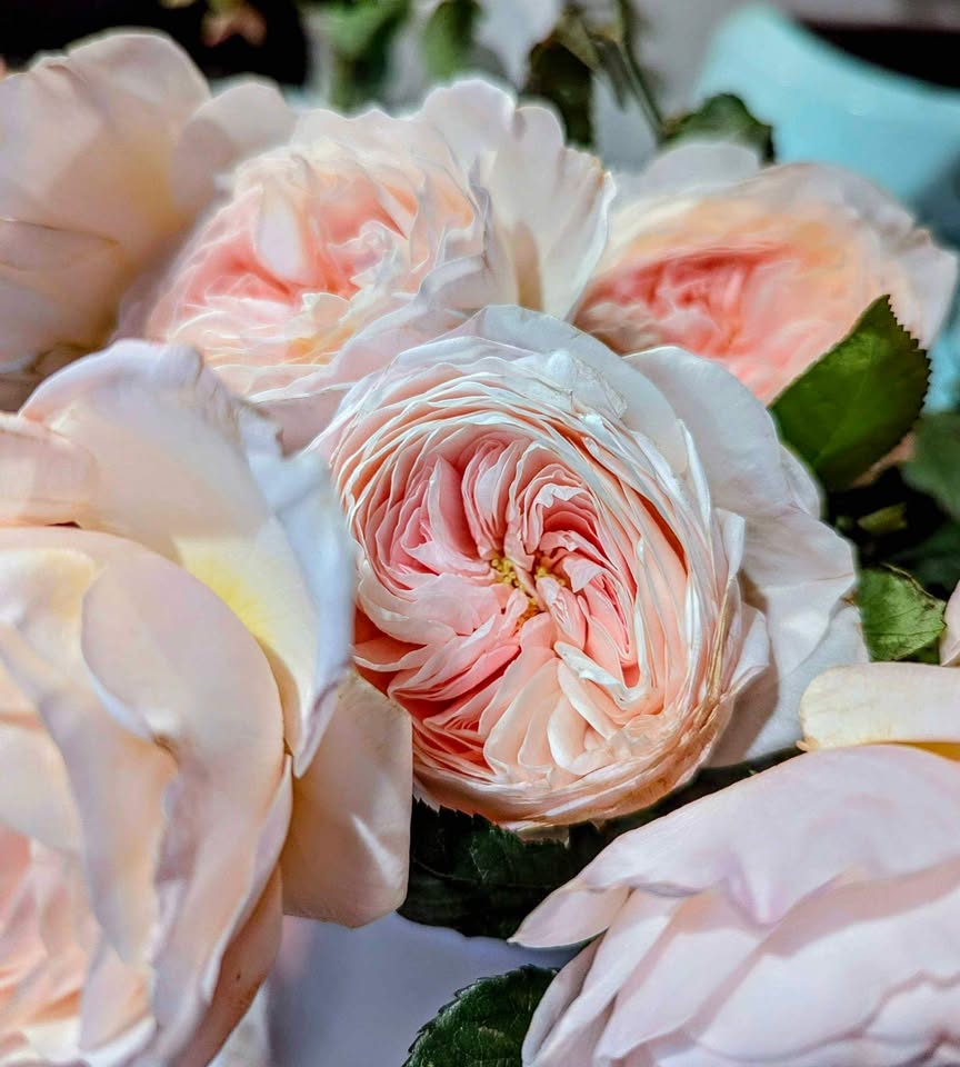Pale pink & cream wedding garden rose plant large flower bush deciduous shrub