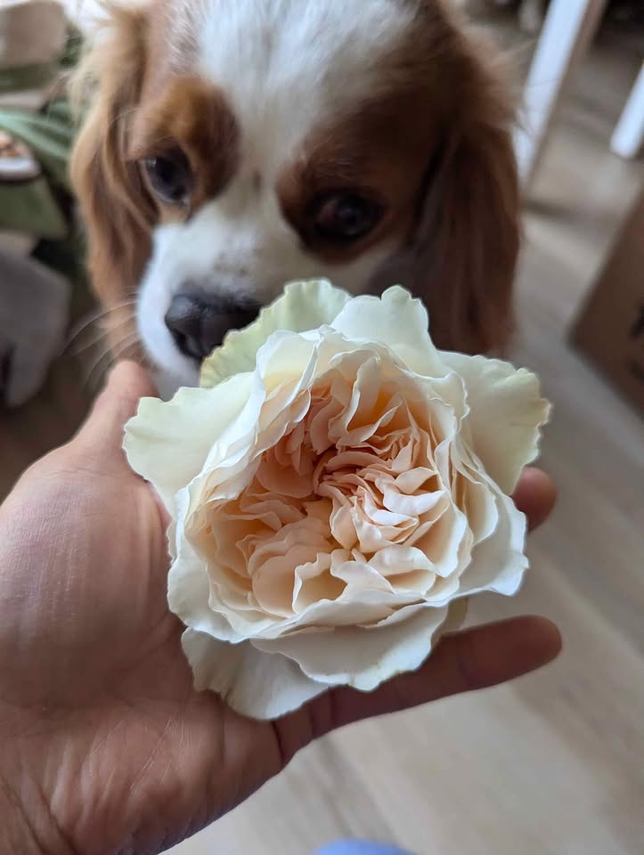 Blush peach wedding garden rose plant large flower bush deciduous shrub