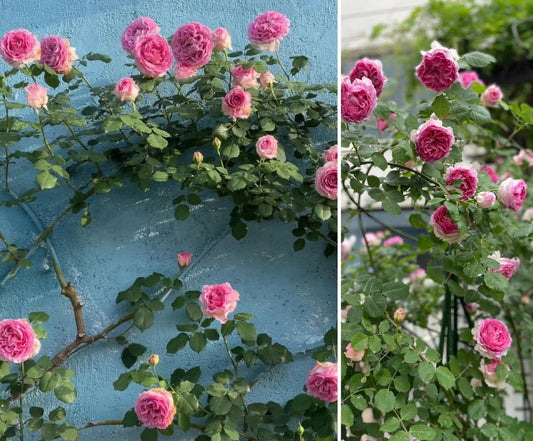 Silk Garment thornless climbing Luo Yi rose plant flower bush shrub