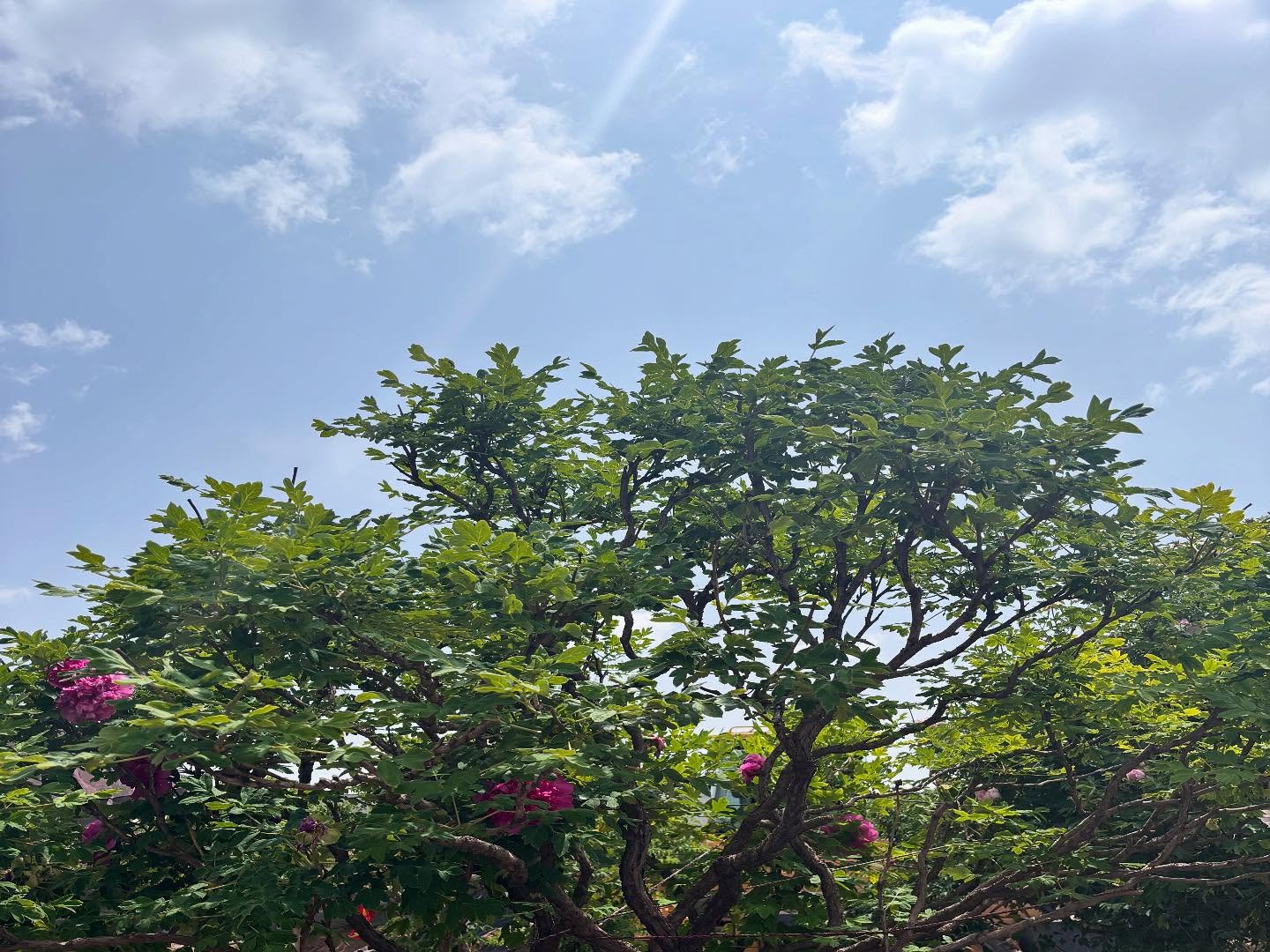 "Li xiang" large flower tree peony