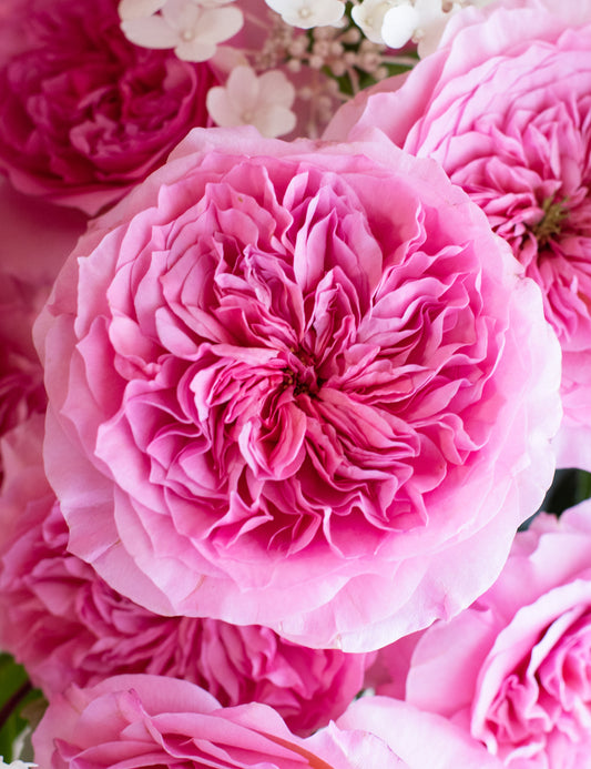 Millicent Garden Rose (12 Stems)