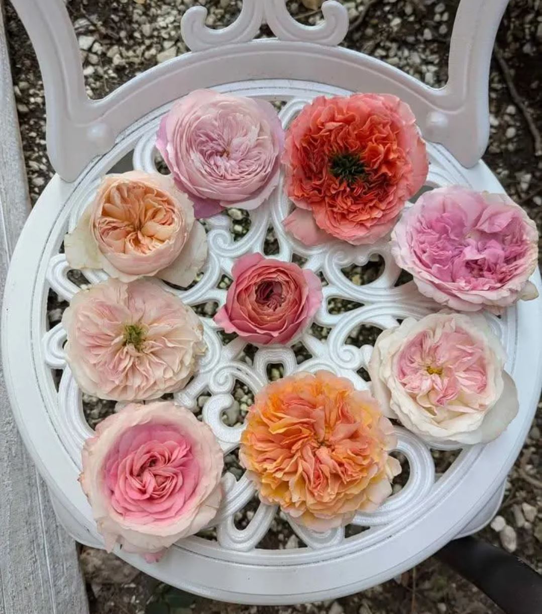 Westminster Abbey lookalike wedding garden rose plant large flower bush deciduous shrub