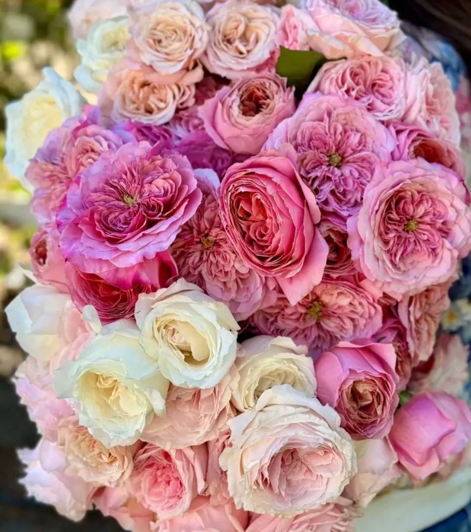 12 roses Miyabi deluxe, unique garden roses