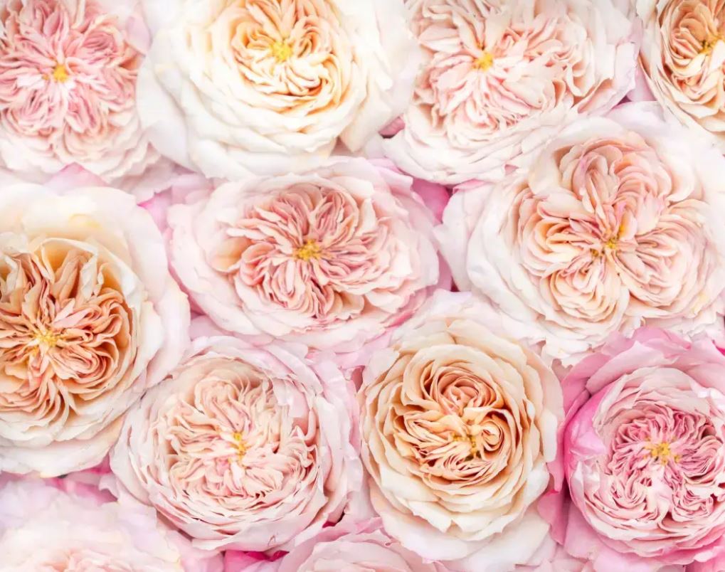 12 roses Miyabi deluxe, unique garden roses