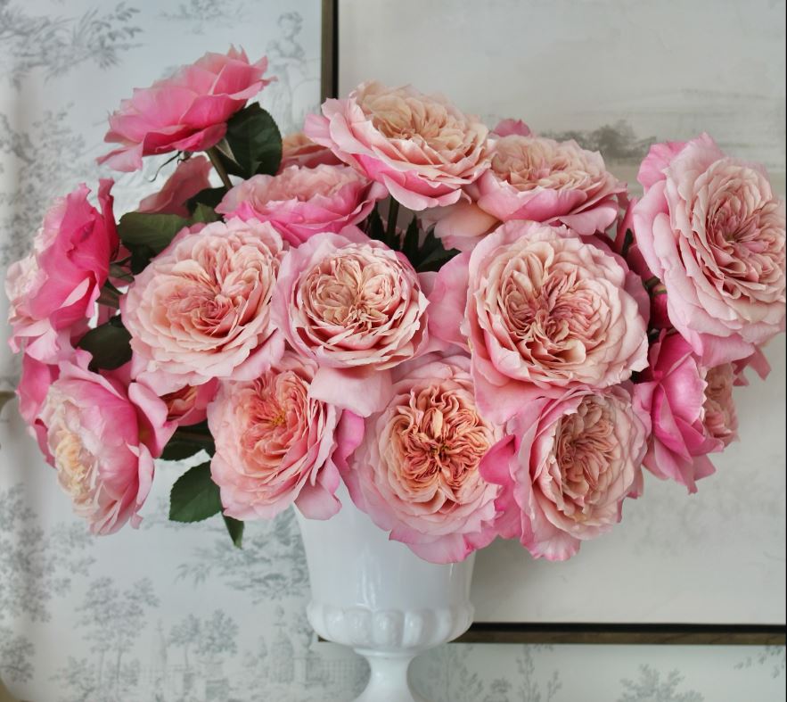 12 roses Miyabi deluxe, unique garden roses