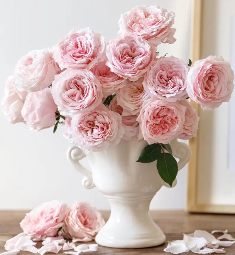 12 roses Miyabi deluxe, unique garden roses