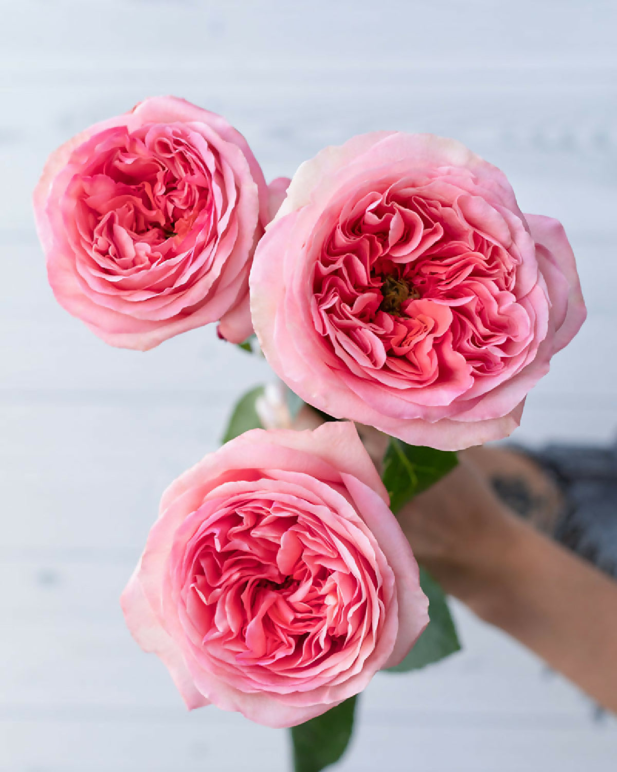 fynfyn flower phytu -Pink-Xpression-Pink-Garden-Rose 2