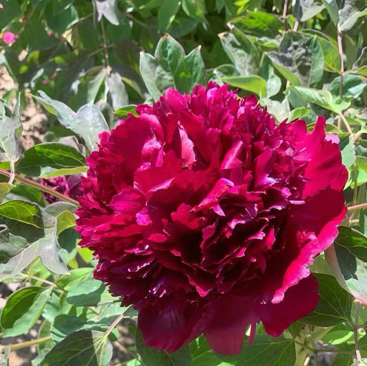 "Inky crown jade pearl" large flower tree peony