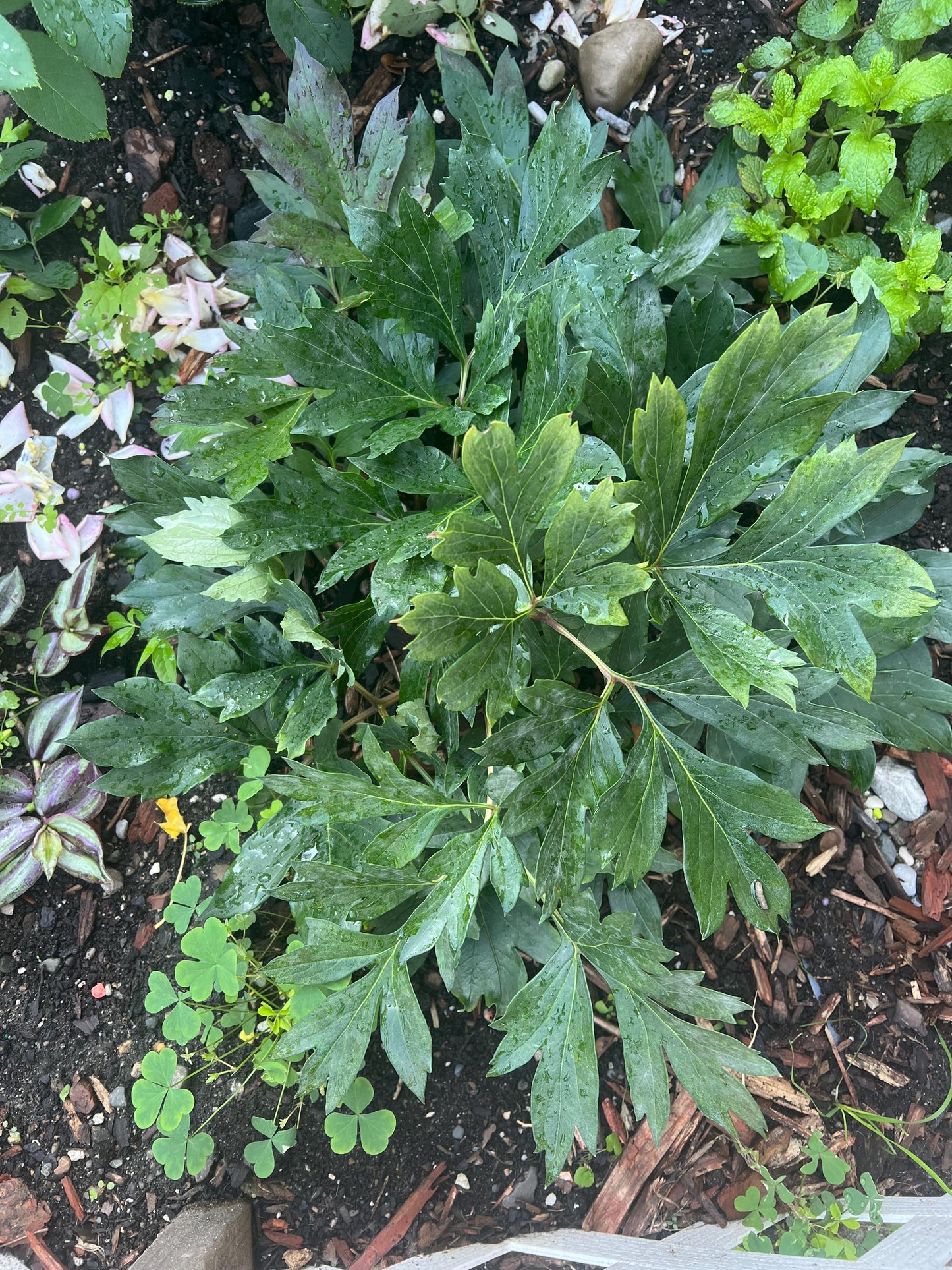 "Youthful" large flower tree peony
