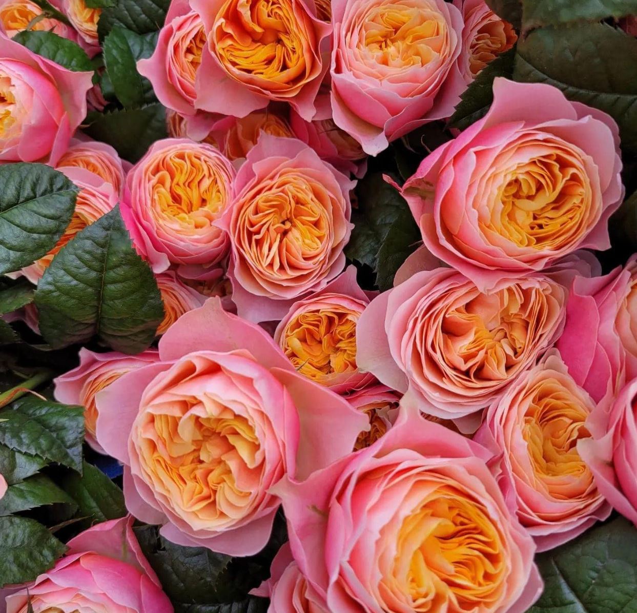 Vuvuzela lookalike wedding garden rose plant large flower bush deciduous shrub