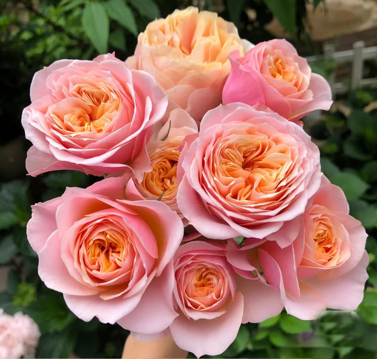 Vuvuzela lookalike wedding garden rose plant large flower bush deciduous shrub