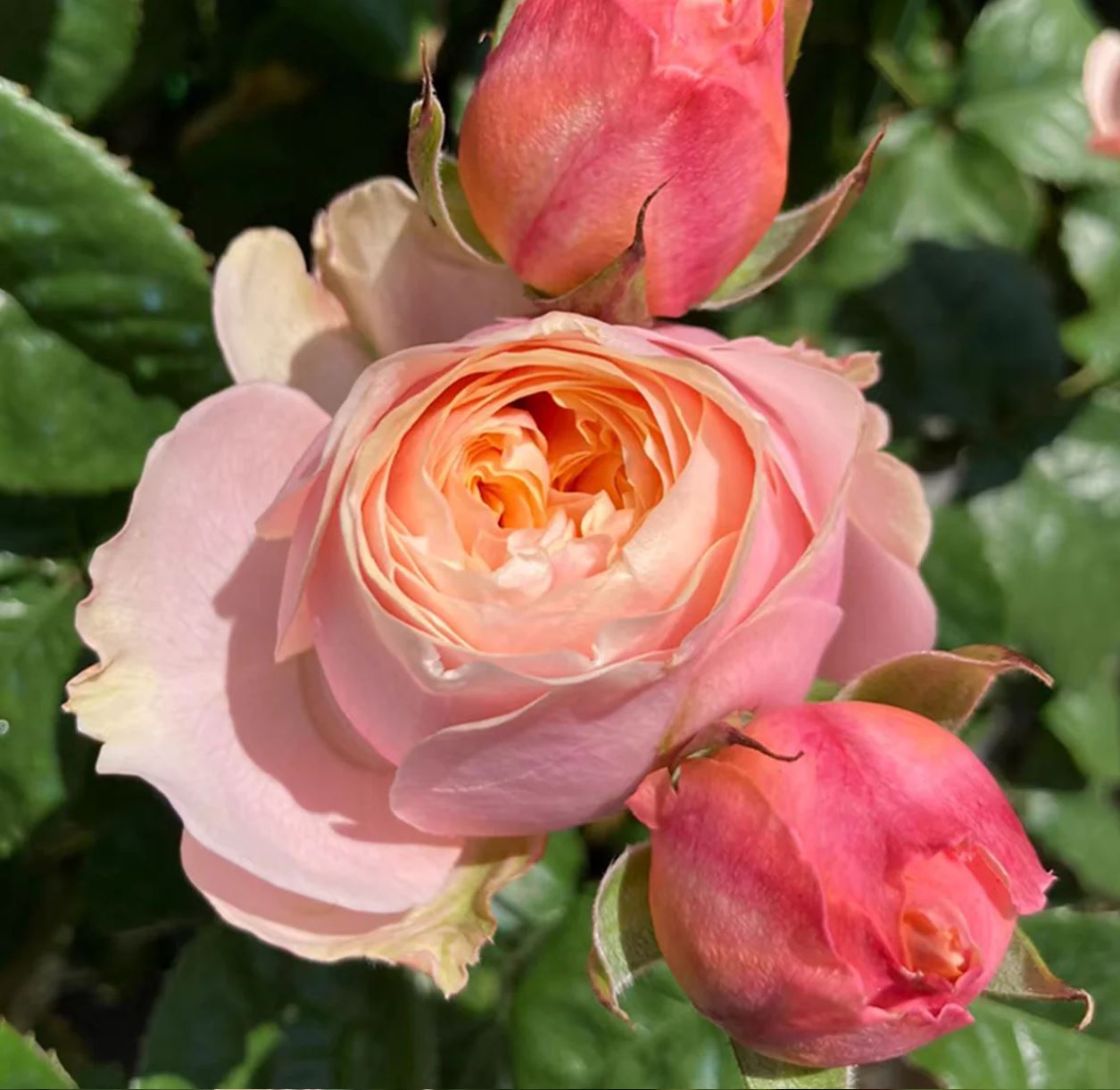 Vuvuzela lookalike wedding garden rose plant large flower bush deciduous shrub