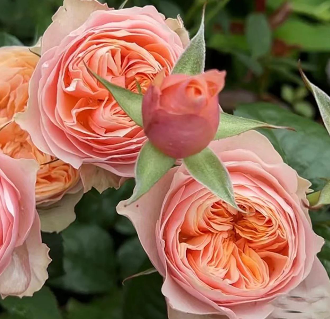 Vuvuzela lookalike wedding garden rose plant large flower bush deciduous shrub