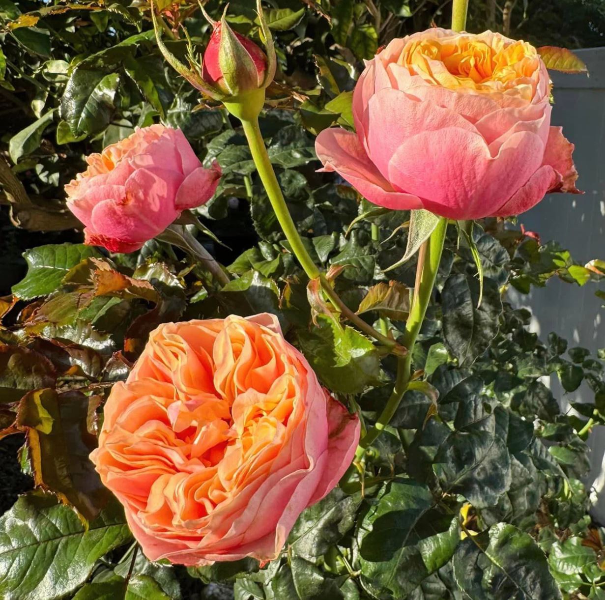 Vuvuzela lookalike wedding garden rose plant large flower bush deciduous shrub